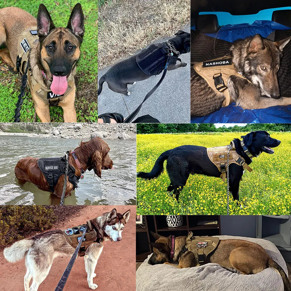 PETRAVEL Padded Nylon Dog Harness And Leash Set For Dogs